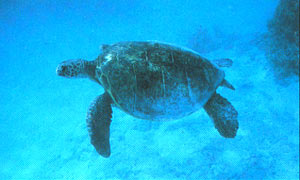 Green Sea Turtle