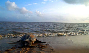 Leatherback turtle returning to the ocean