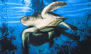 Olive Ridley
