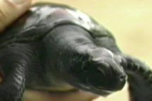 Baby Green Sea Turtle