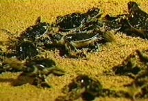 Baby Sea Turtles head for the Ocean