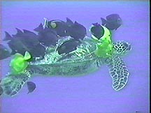 A Turtle Cleaning Station off the Big Island of Hawaii