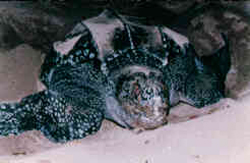 Leatherback turtle
