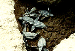 Leatherback egg hatchery