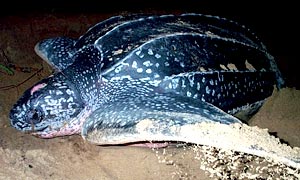 Leatherback turtle nesting