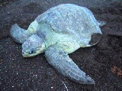 Olive Ridley turtle