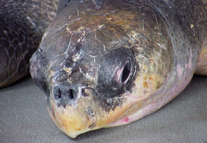 Olive Ridley sea turtle (Lepidochelys olivacea)